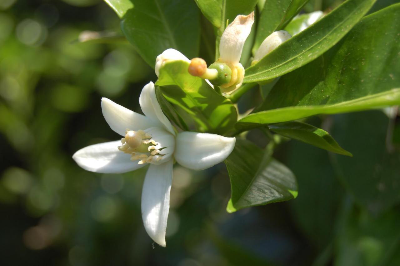 Il Giardino Del Sole Villa อันโญเน บันญี ภายนอก รูปภาพ