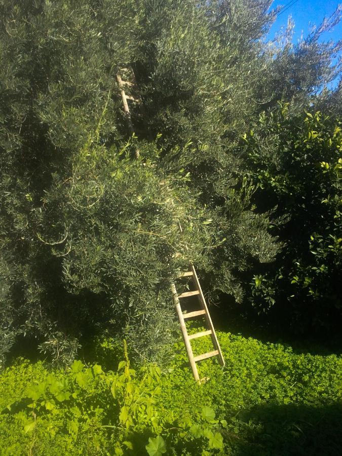 Il Giardino Del Sole Villa อันโญเน บันญี ภายนอก รูปภาพ