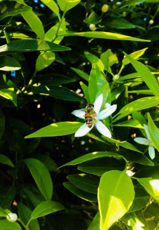 Il Giardino Del Sole Villa อันโญเน บันญี ภายนอก รูปภาพ
