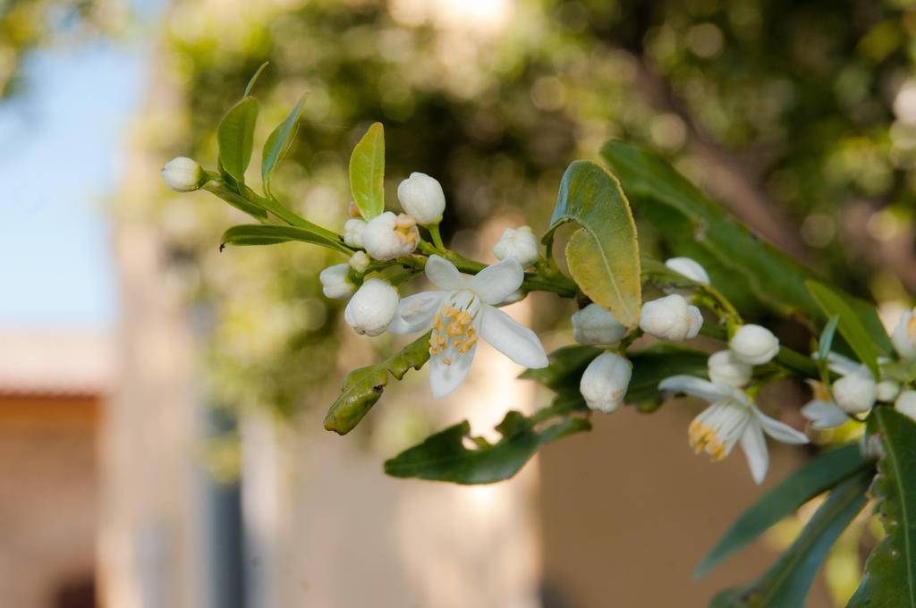 Il Giardino Del Sole Villa อันโญเน บันญี ภายนอก รูปภาพ